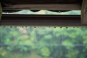 梅雨の雨が与えるダメージ